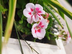 -石家庄市植物园