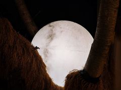 -大汗烧烤滩羊馆(清水河公园店)