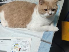 -半岛宠物医院24小时(科华中路店)