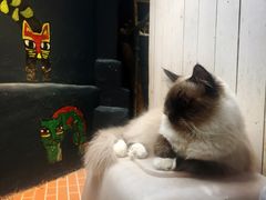 -猫咪博物馆(顶澳仔猫街店)