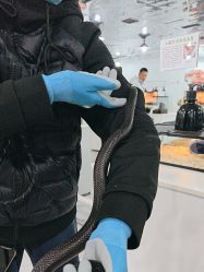 -神奇动物撸宠馆·羊驼·小浣熊·异宠(豫园店)