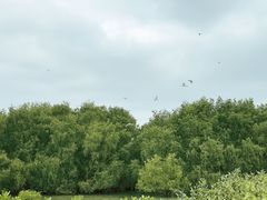 -大亚湾红树林城市湿地公园