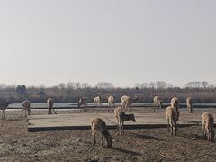 -宁波杭州湾国家湿地公园