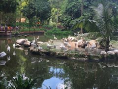 -新加坡飞禽公园