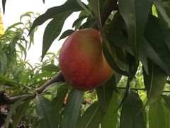 -樂桃源奉贤黄桃种植采摘基地