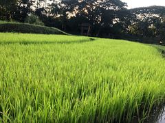 -四季酒店下午茶