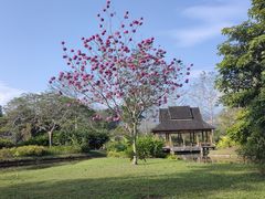-中国科学院西双版纳热带植物园