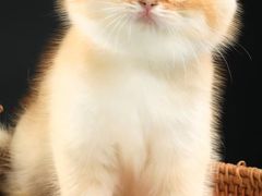 -钦宠·猫咪售卖·洗护·寄养(东圃旗舰店)