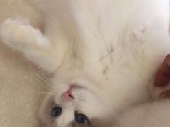 -东方名猫馆·英短金渐层布偶猫舍(环线广场1号楼店)