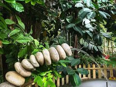 -呀路古热带植物园