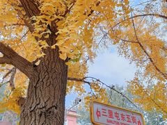 -三里屯东五街银杏大道