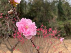 -南国桃园旅游度假区