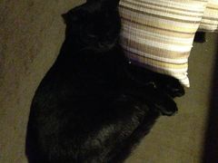 -喵园·猫主题咖啡厅·撸猫·猫咖(国贸店)