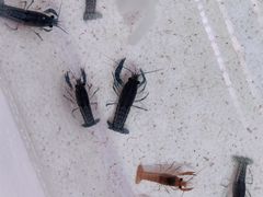 -华声天桥民俗文化园