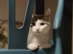 -伟伟宠物医院·瑞派猫友好医院·猫科(光谷店)