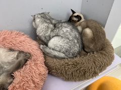 -喵的天空名猫咖啡馆·撸猫·猫舍·用品