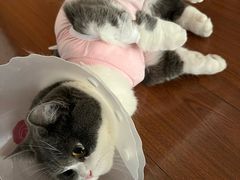 -达爱动物医院·犬猫分区·CT·复杂眼科(远洋山水分院)