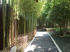 -陈家山荷花公园