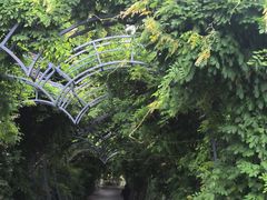 -大塘金香草谷