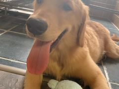-A猫a狗全科·犬猫异宠·芥西宠物医院(南开总院)