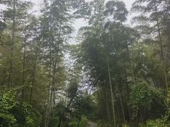 -蔡伦竹海
