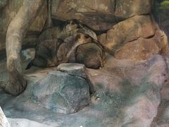 -正佳雨林生态植物园
