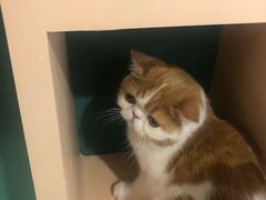 -飞行喵MR PILOT|猫舍·猫咖(静安大融城店)