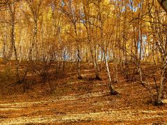 -乌兰布统景区-白桦林