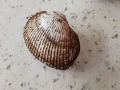 -大锅强·蒸海鲜青岛菜(吾悦广场店)