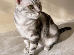 -猫力发电所·宠物专门店