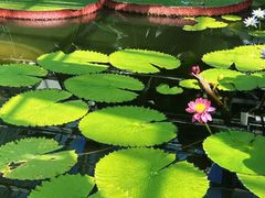 -北京植物园-展览温室