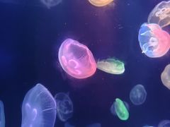 -海合安成都极地海洋公园