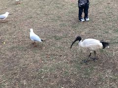 -布里斯班南岸公园