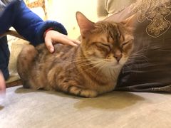 -猫色咖啡·猫咖
