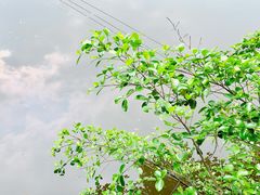 -中国科学院华南植物园