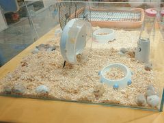 -狗道宠物(常熟印象城店)
