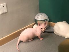 -飞行喵MR PILOT|猫舍·猫咖(静安大融城店)