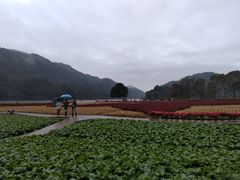 -广州市石门国家森林公园