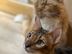-MOCHA明星猫咖(田子坊店)