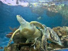 -上海海洋水族馆