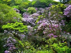 -梧桐山风景名胜区