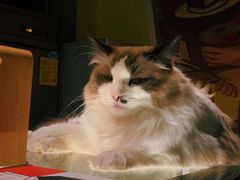 -咖法森林·咖啡  酒吧(天河店)