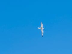 -枸杞岛