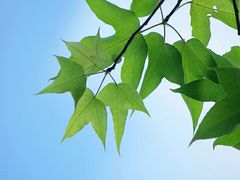 -龙泉小镇(科圣路店)