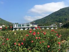 -亚龙湾国际玫瑰谷