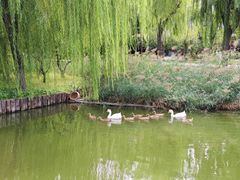 -西海子公园