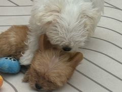 -帕帕拉兹宠物(亚洲旗舰店)