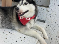 -Husky Go!哈士奇体验馆·宠物咖啡厅狗咖