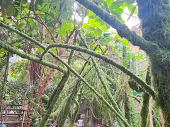 -呀路古热带植物园