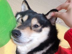 -逗柴咖啡屋·狗咖猫咖宠物桌游